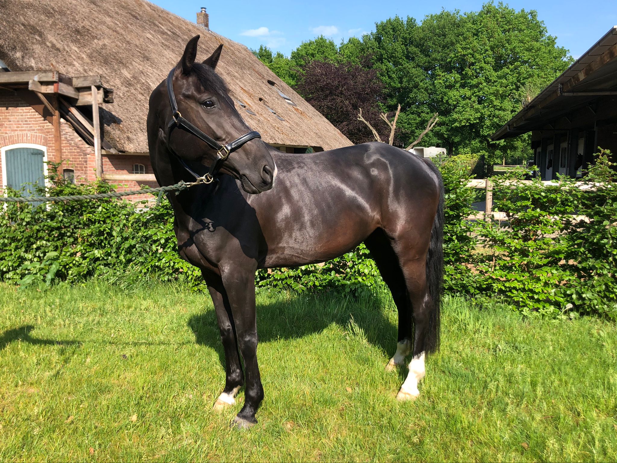 Toevlucht dramatisch elektrode Horses for Sale